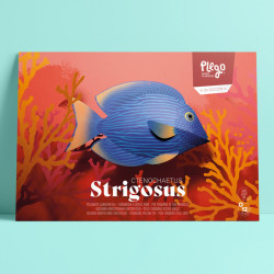 Origami Sea Collection