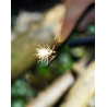 Expedition Natur Feuerstarterset
