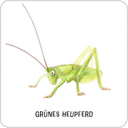 Das große Insekten Memo