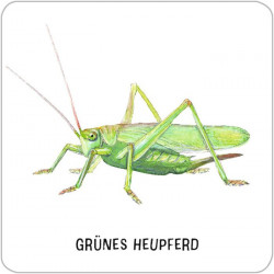 Das große Insekten Memo