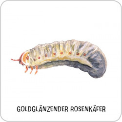 Das große Insekten Memo